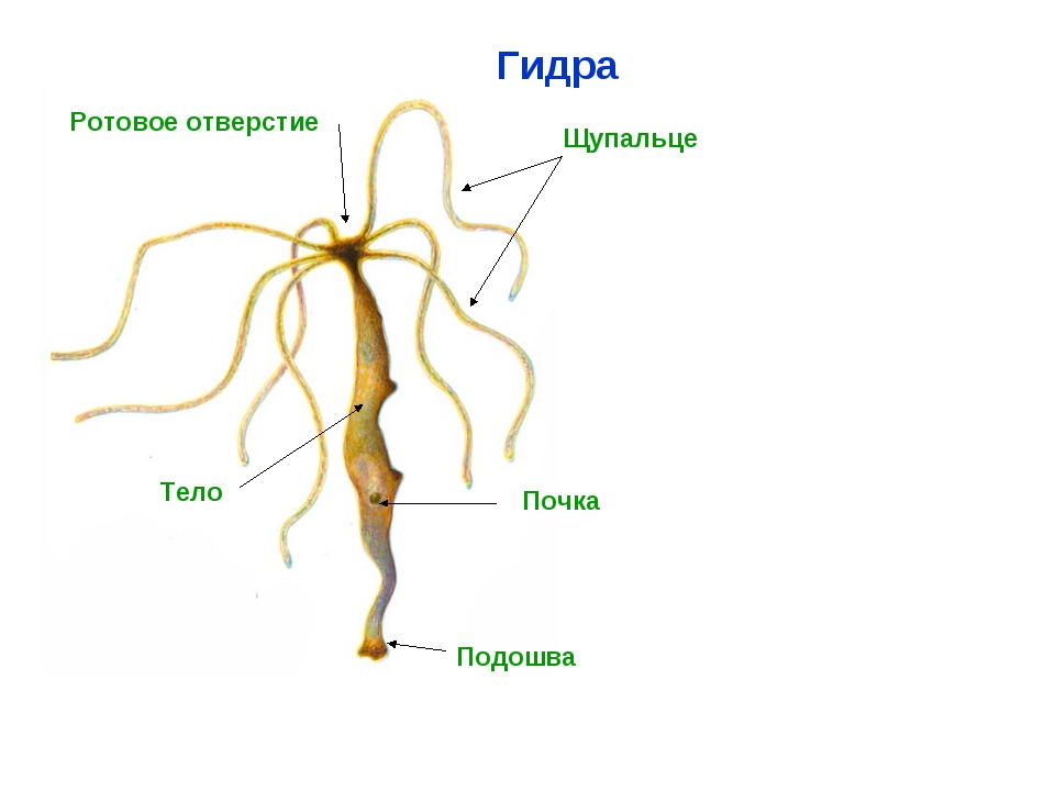 Каталог онион сайтов